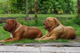 dogs 01-09-2014 035